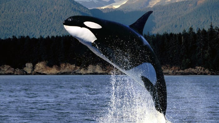 Kayaking with Orcas Trips 1