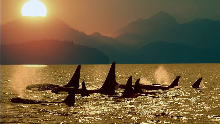 Kayaking with Orcas Trips 3