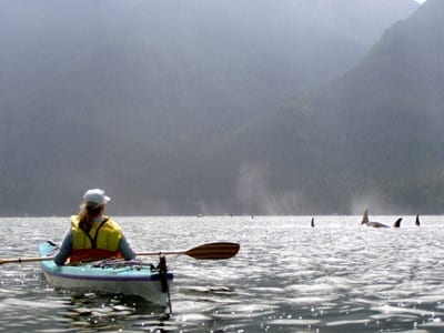 Kayaking with Orcas Trips 5
