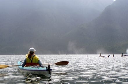 Kayaking with Orcas Trips 5