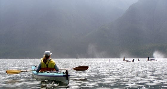 Kayaking with Orcas Trips 5
