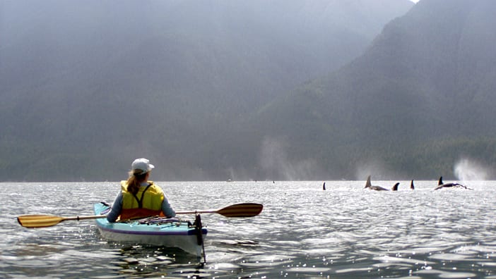 Kayaking with Orcas Trips 5